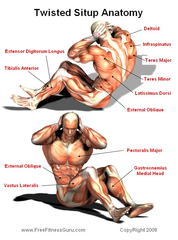 FreeFitnessGuru Twisted Sit up Anatomy